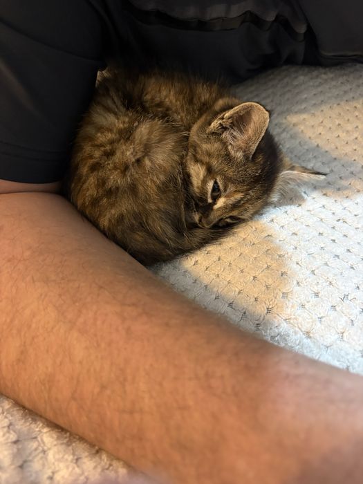 Котенок бесплатно