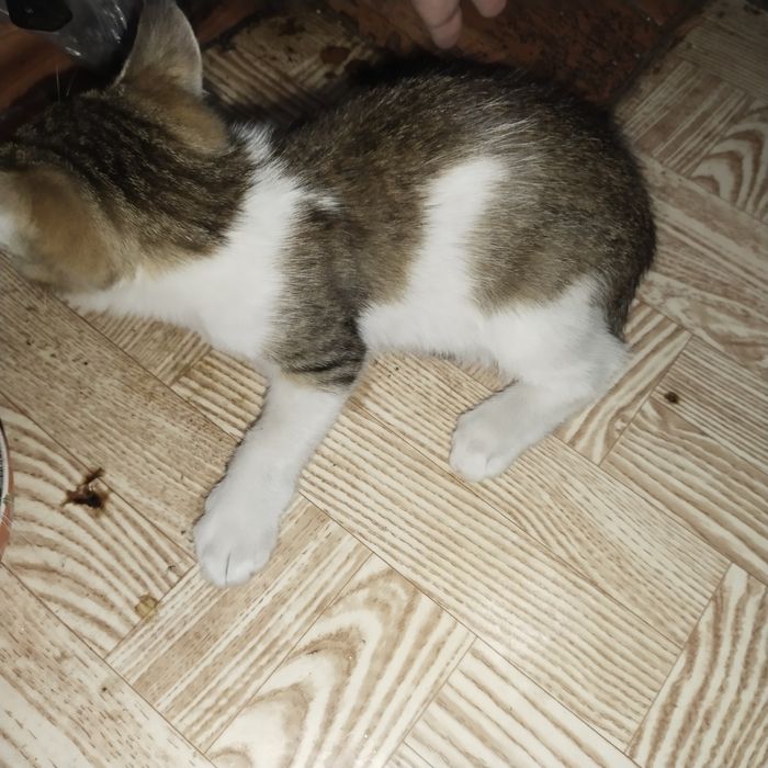 Отдам котенка котик