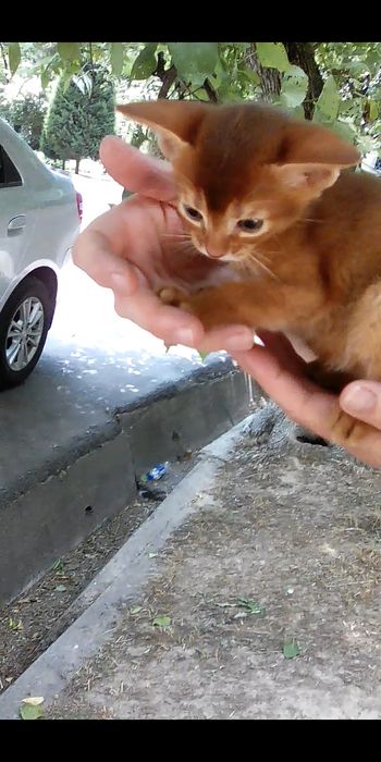 Продаётся котёнок