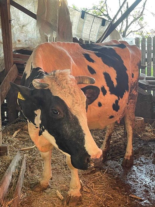 Vacă cu 4 vitei fatati.