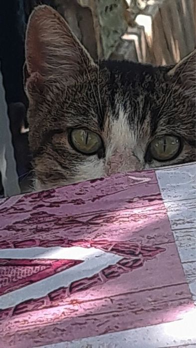 Pisoi/ motan spre donatie