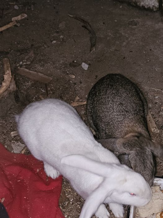 Vând 2 iepuri mascul si femelă