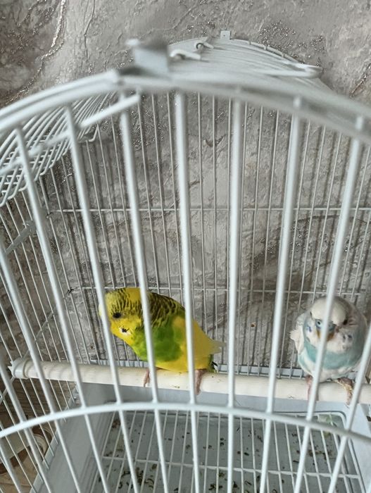 Продам волнистого попугая