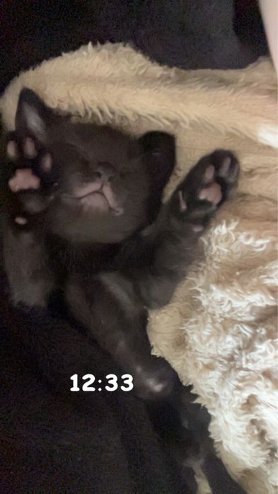 Породистый котенок