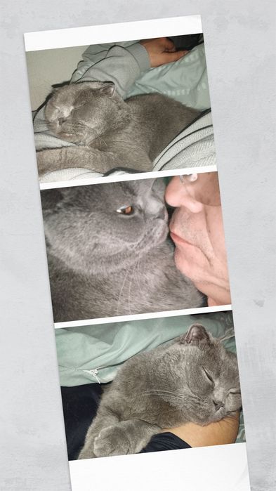 Продаюшотландскийвислоухийкот Смоки 
Смоки, 3 года, пепел