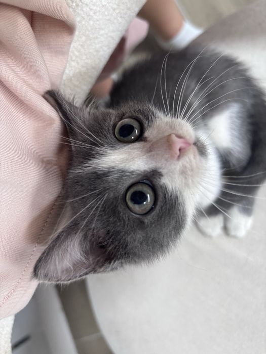 Котенок мальчик.