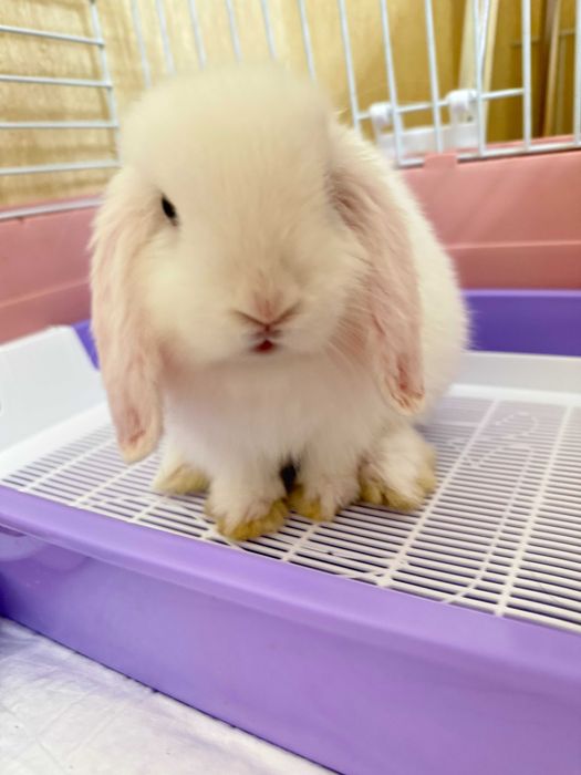 Кролики (нидерландский карликовый кролик) от заводчика, привитые