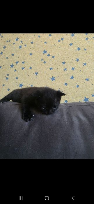Отдам даром кошку и котят