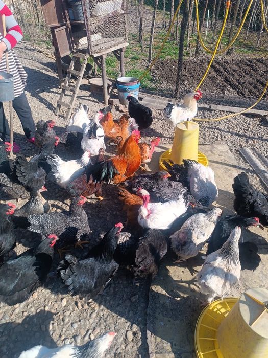 Vând găini si cocoși