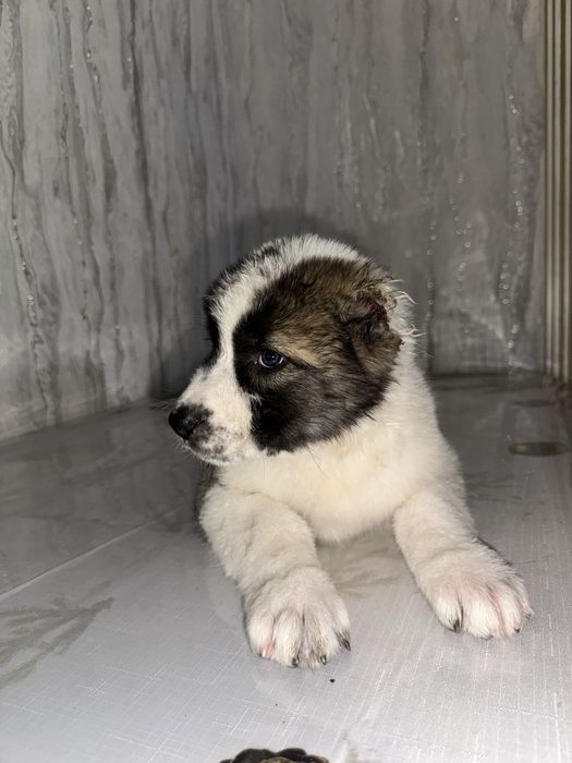 Алабай чистокровный