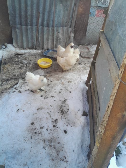 Pui de vânzare  16 lei bucata