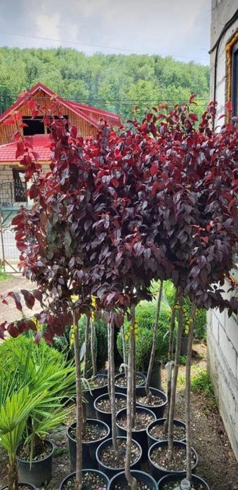 Plante ornamentale și exotice direct de la sursă – Arțar, Brad, Thuja,