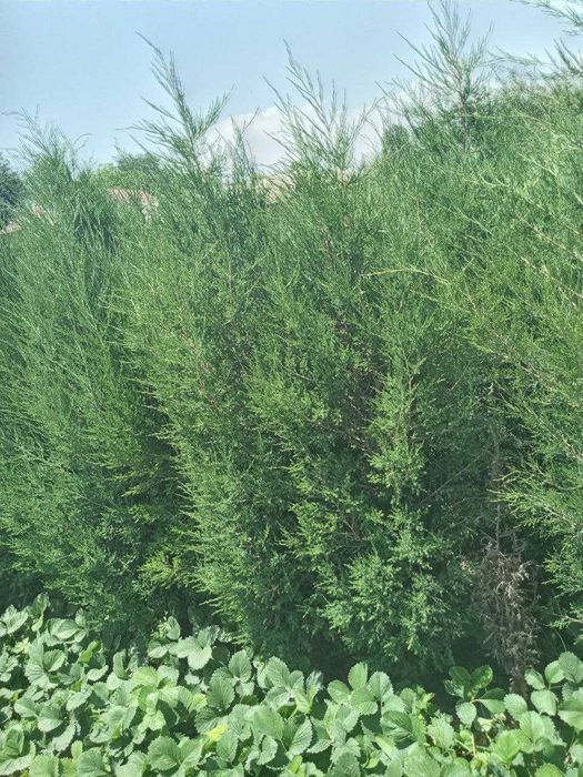 Можжевельник кучатлари сотилади