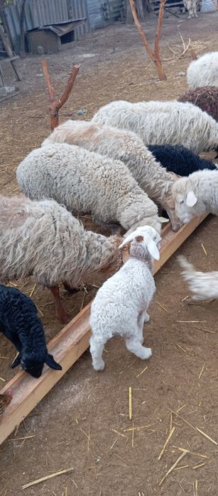 Бараны с ягнятами