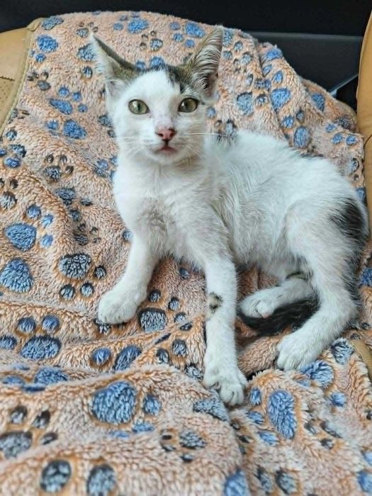 Подарявам мъжко котенце