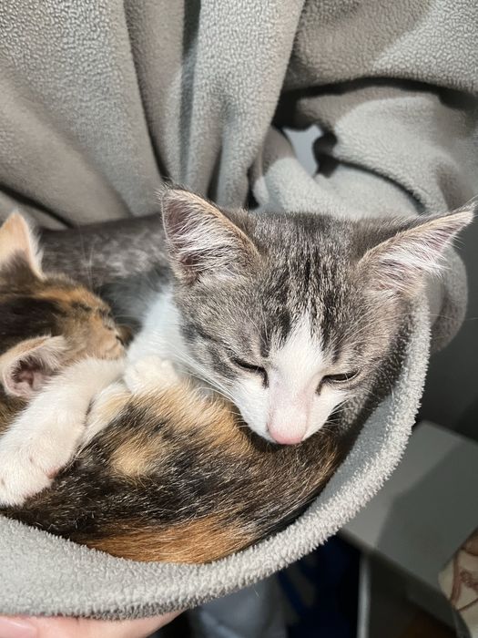 отдам котят в добрые руки