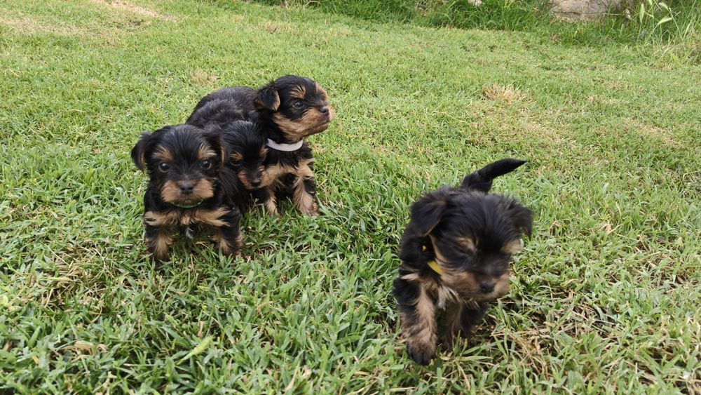 Бебета Йоркширски териер