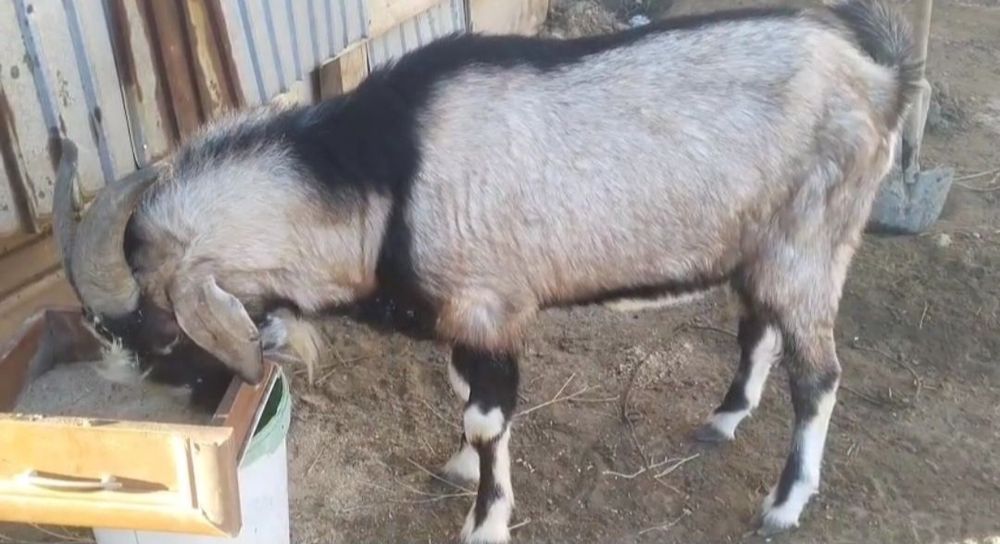 Нуб парода 3жасар теке