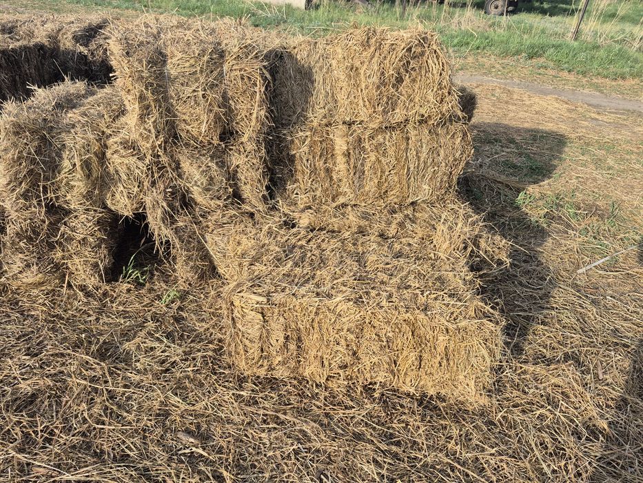 Сено в тюках для мульчирования