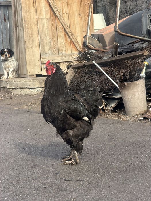 Петухи- 5000 тг.