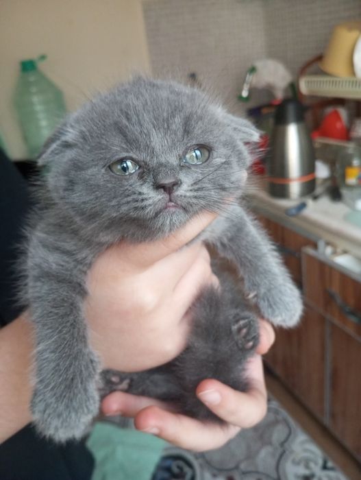 Продаются вислоухие котята скоттиш фолд 500000 тысяч сум