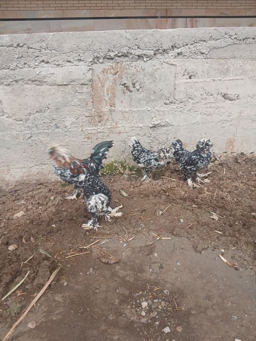 Karski yapochla sotladi