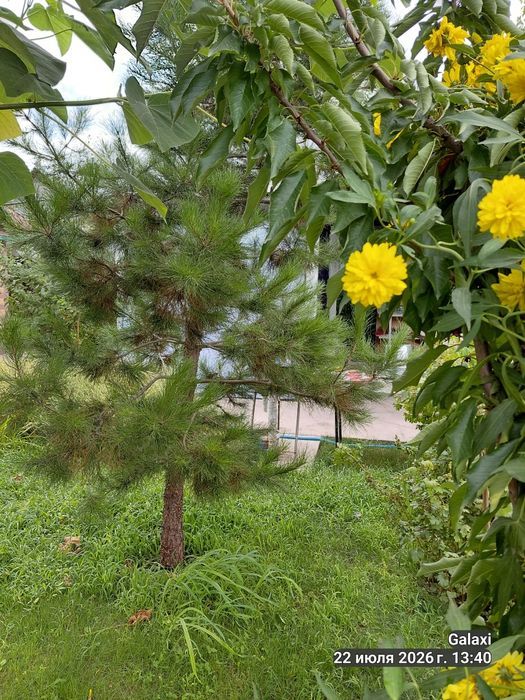 Дача суточно Кайнар булак