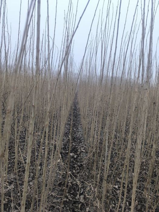 Tetak ko‘chatlar bor