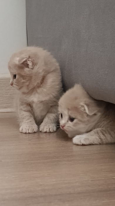 Породистые котята