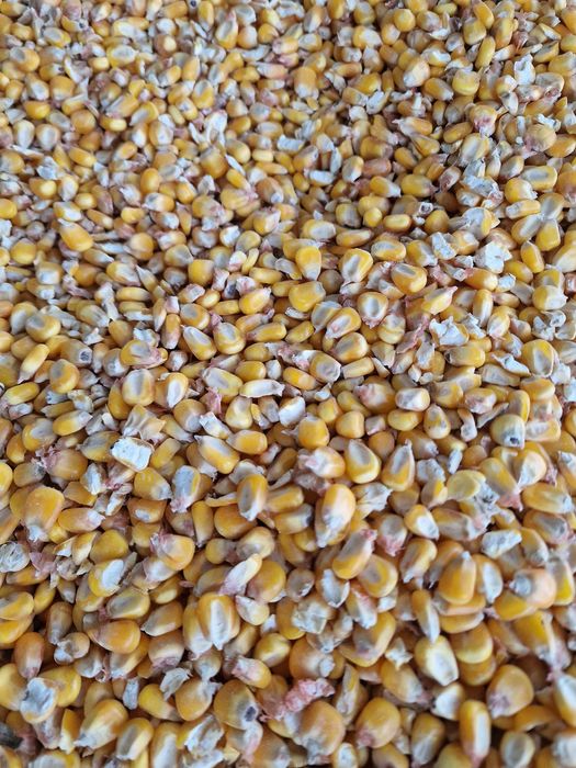Vând porumb boabe producție 2025