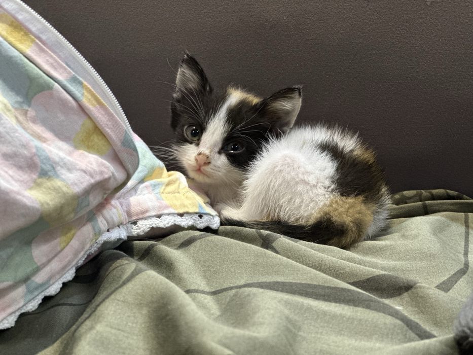 кошка, девочка в добрые руки