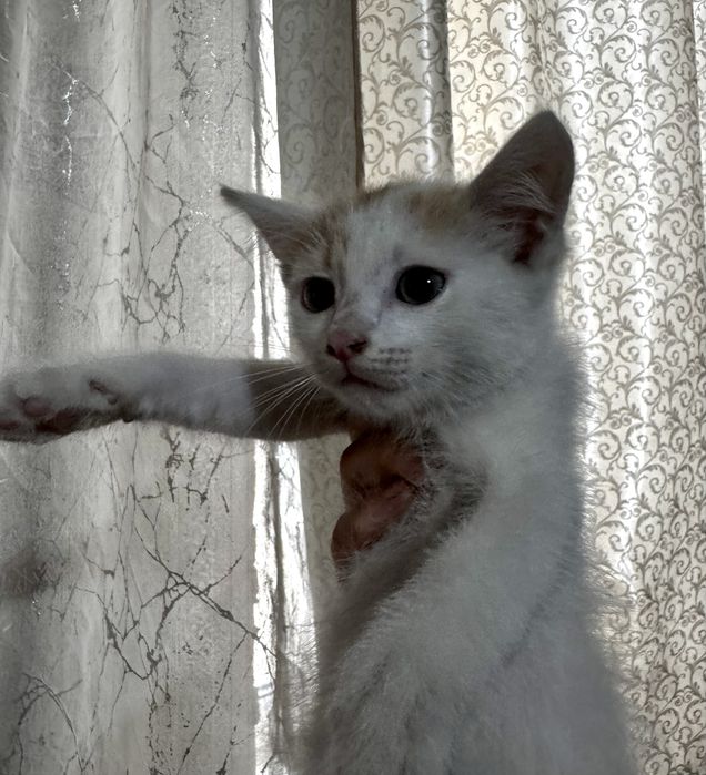 Отдам котят в добрые руки