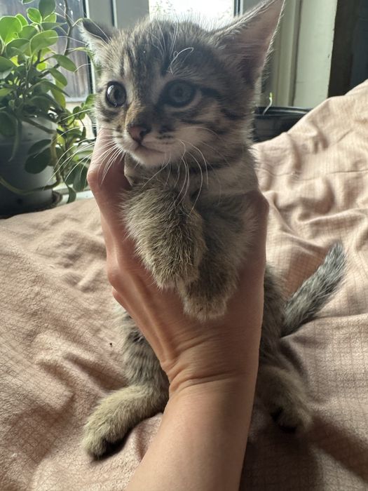 Котята 1000 тенге