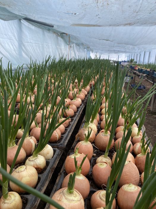 Зеленый лук на перо