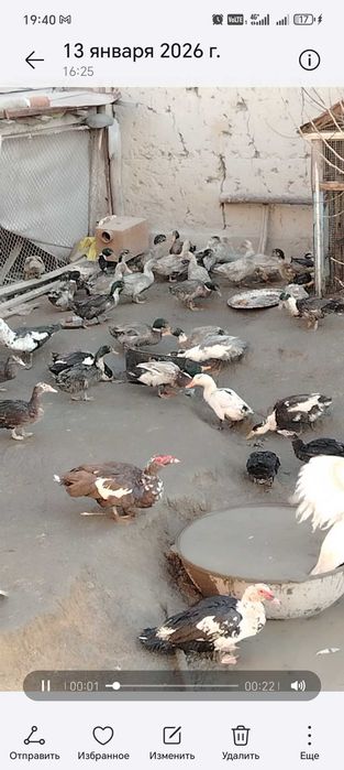 O'rdaklar sotiladi optm