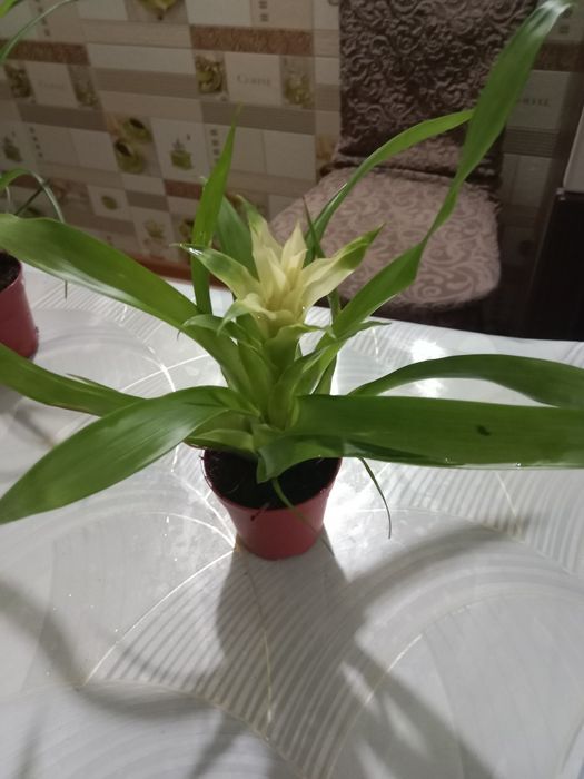 Гузмания маленький цветок продам