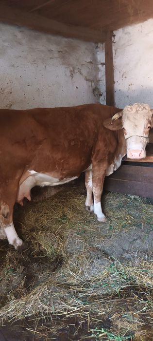 Vand vaca baltata romaneasca
