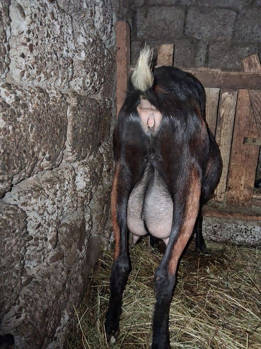 Două capre anglonubian reforme