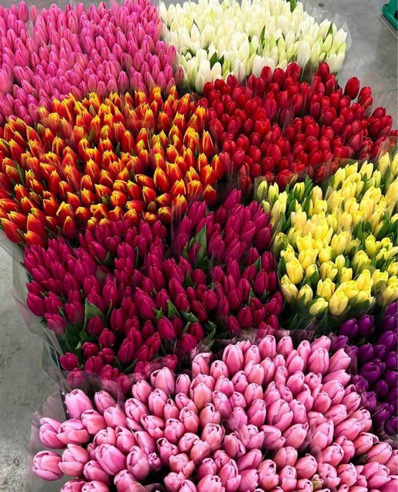 Нежные голландские тюльпаны