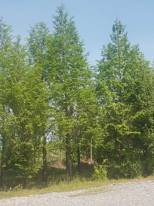 Метасеквоя. Быстро растушее дерево для сада.