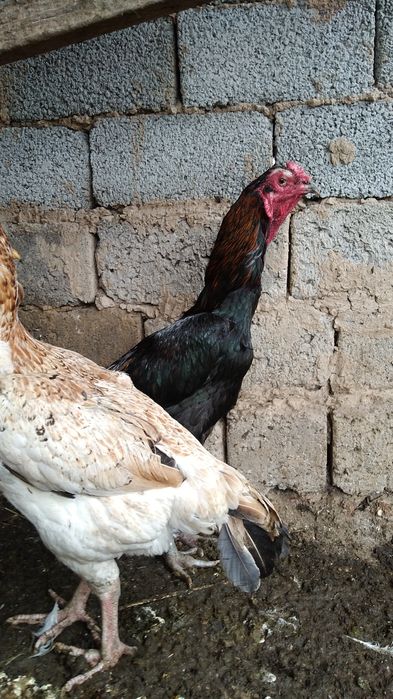 Бойцковый  Бабахы семеика сатылады 2+1