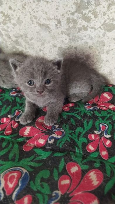 Мушукча сотилади