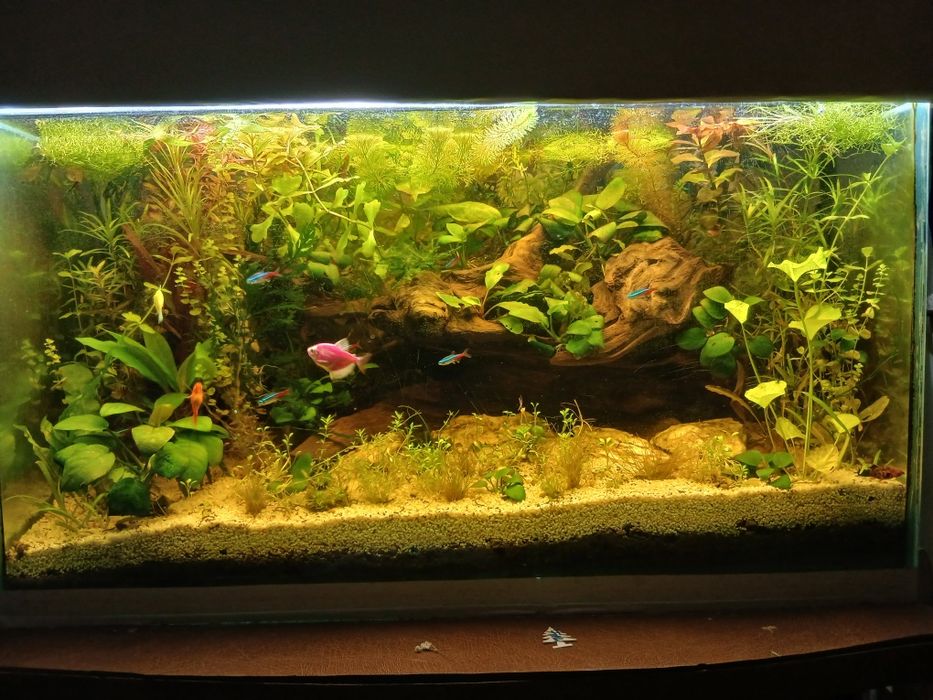 Plante acvariu la schimb cu pesti