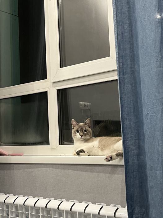 тайский метис (блю-табби-пойнт) приглашает на вязку