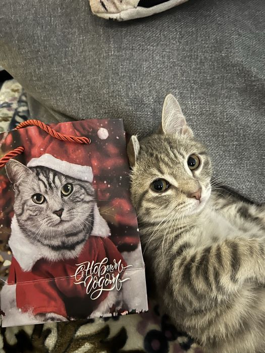 Отдам кошечку в добрые руки