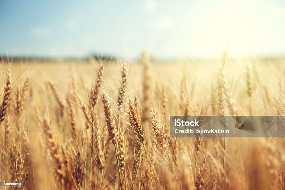 ТОО Закупает пшеницу  4 класс