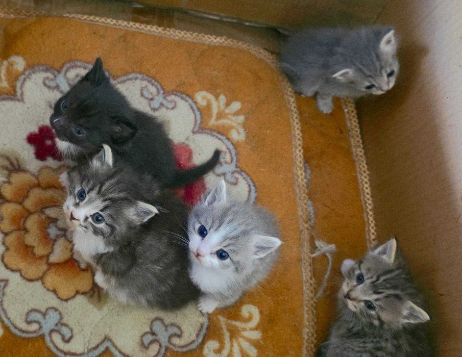 Котяточек в Добрые ручки