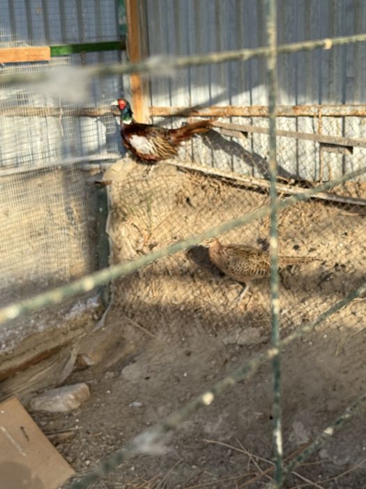 Фазан сотилади  Узимиз  бокиб юрибмиз