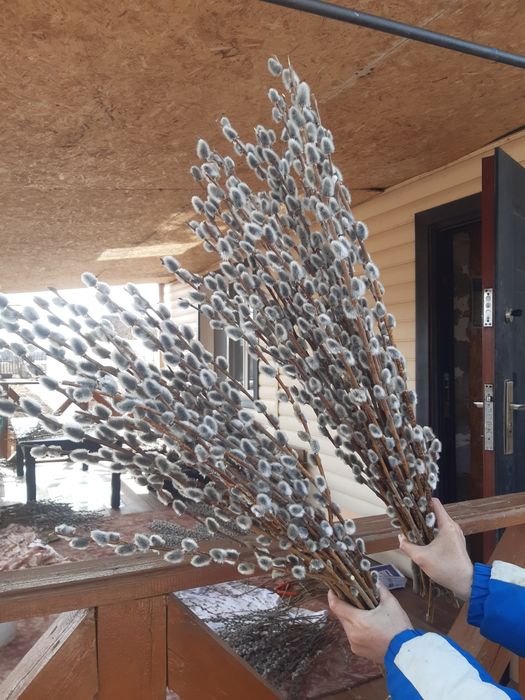 Продам вербу пушистую