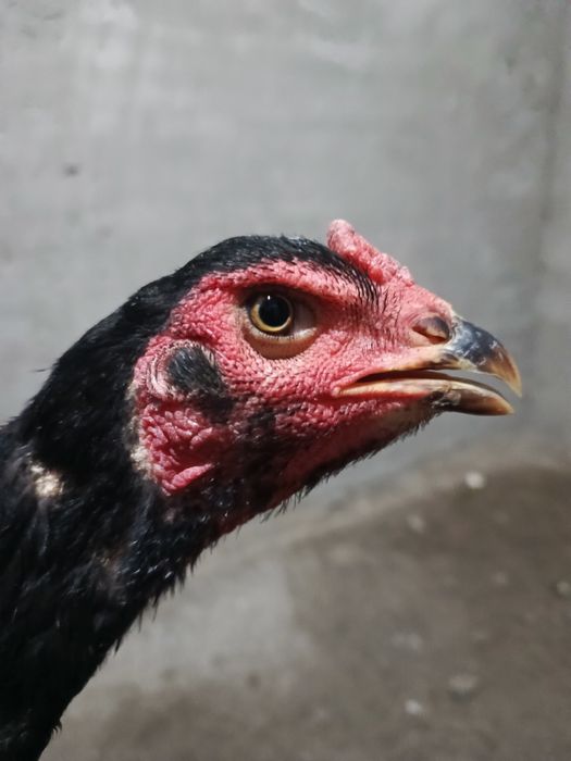 Nemis mokiyon sotiladi 4 kilo